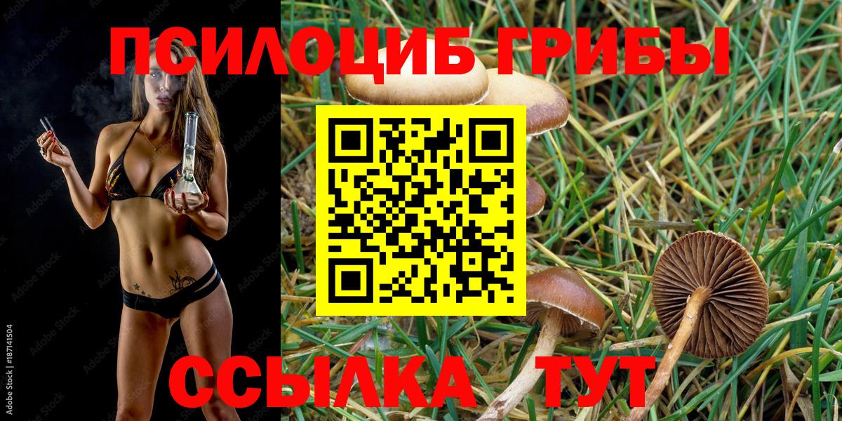 Галлюциногенные грибы Psilocybine cubensis Дедовск